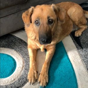 Meet your Posher, Elisha